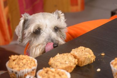 Close-up of dog by cupcakes on table