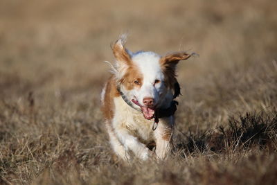 Dog running in a field