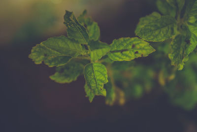 Close-up of fresh green leaves