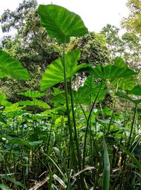 Close-up of fresh green plants on land