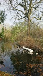 Reflection of tree in water