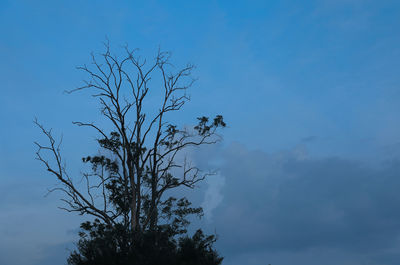 Low angle view of silhouette tree against blue sky