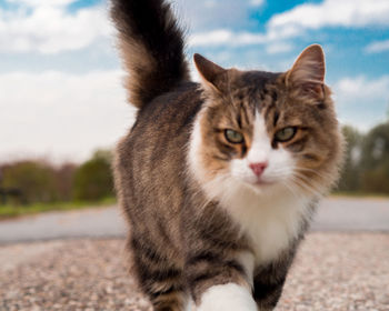 Close-up portrait of a cat