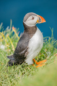 Close-up of bird on field