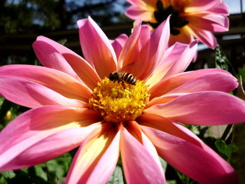 Close-up of honey bee on pink flower