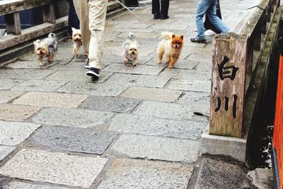 Low section of dogs walking on footpath in city