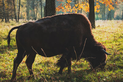 American bison in oka national park, russia. buffalo in autumn forest