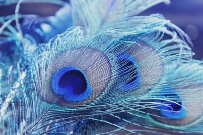 Close-up of peacock feathers