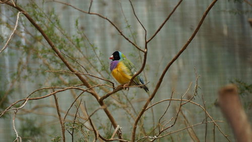 Bird perching on branch