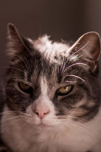 Close-up portrait of a cat