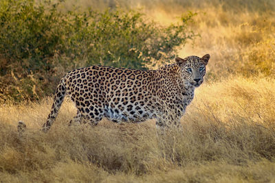 Leopard in evening light 