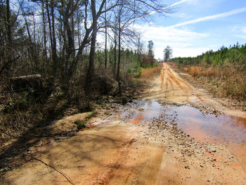 Scenic view of trees against sky