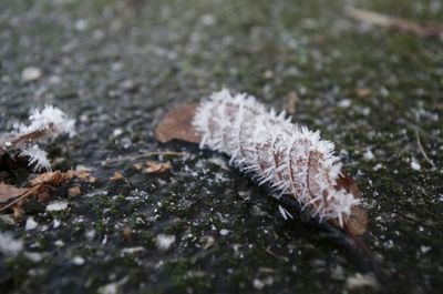 Close-up of frozen mushroom growing on field