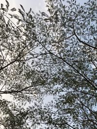 Low angle view of frozen tree against sky