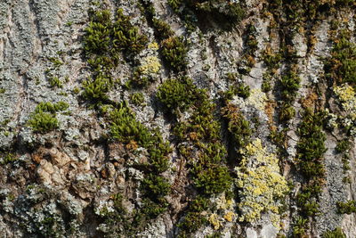 Full frame shot of tree trunk