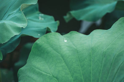 Close-up of water drops on leaves