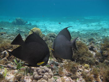 Fish swimming in sea