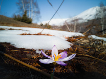 The first spring bloom that grew very early, even the ice did not melt