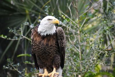 Bald eagle looking right close-up