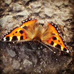 Close-up of butterfly on leaf