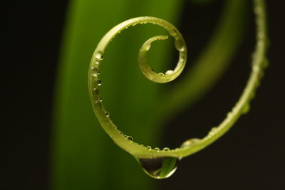 Close-up of spiral leaf against black background