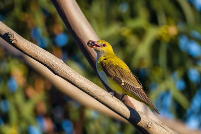 Close-up of bird perching on branch