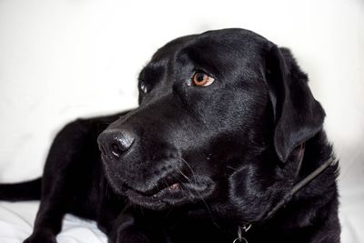 Close-up portrait of black dog relaxing