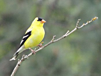 Close-up of bird perching on branch