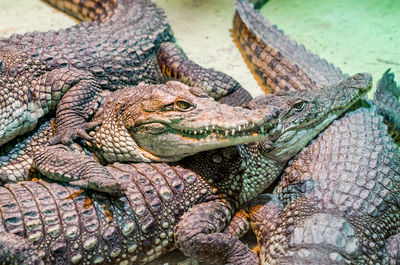 Close-up of crocodile