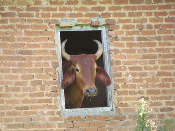 Close-up of cow on brick wall