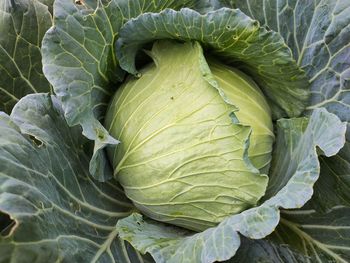 Full frame shot of cabbage