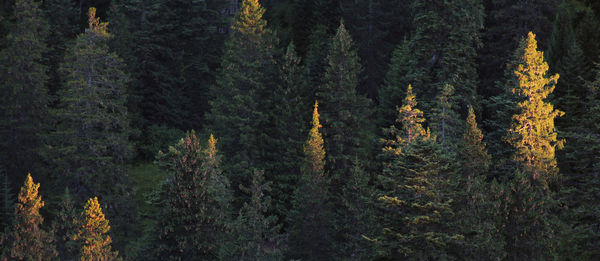 Pine trees in forest