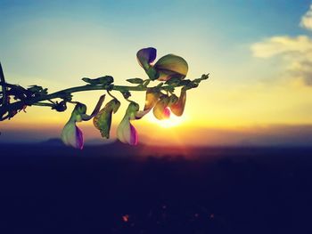 Close-up of flowers against sky during sunset