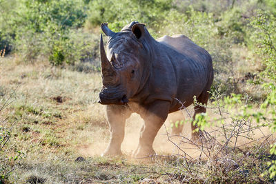 Rhinoceros in the wild