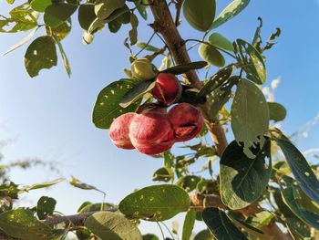 Low angle view of fruits growing on tree against sky