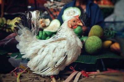 Close-up of hen in market