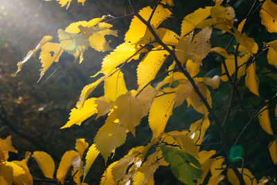 Close-up of leaves on ground