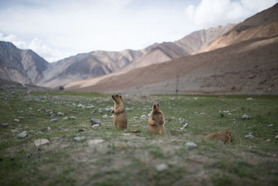 Prairie dog on field