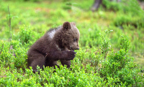 View of an animal on grass