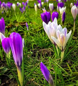 Close-up of purple crocus flowers on field