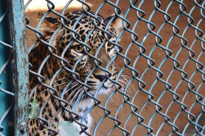 Portrait of leopard in cage at zoo