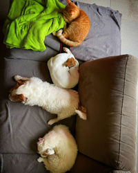 High angle view of dog relaxing on bed at home