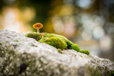 Close-up of mushroom growing on rock