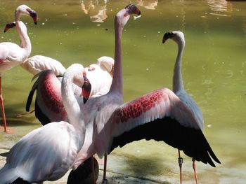 Swans in lake