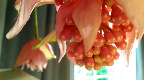 Close-up of red flowering plant