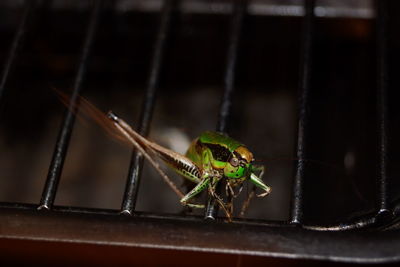 Close-up of insect