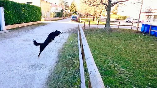 Dog in park