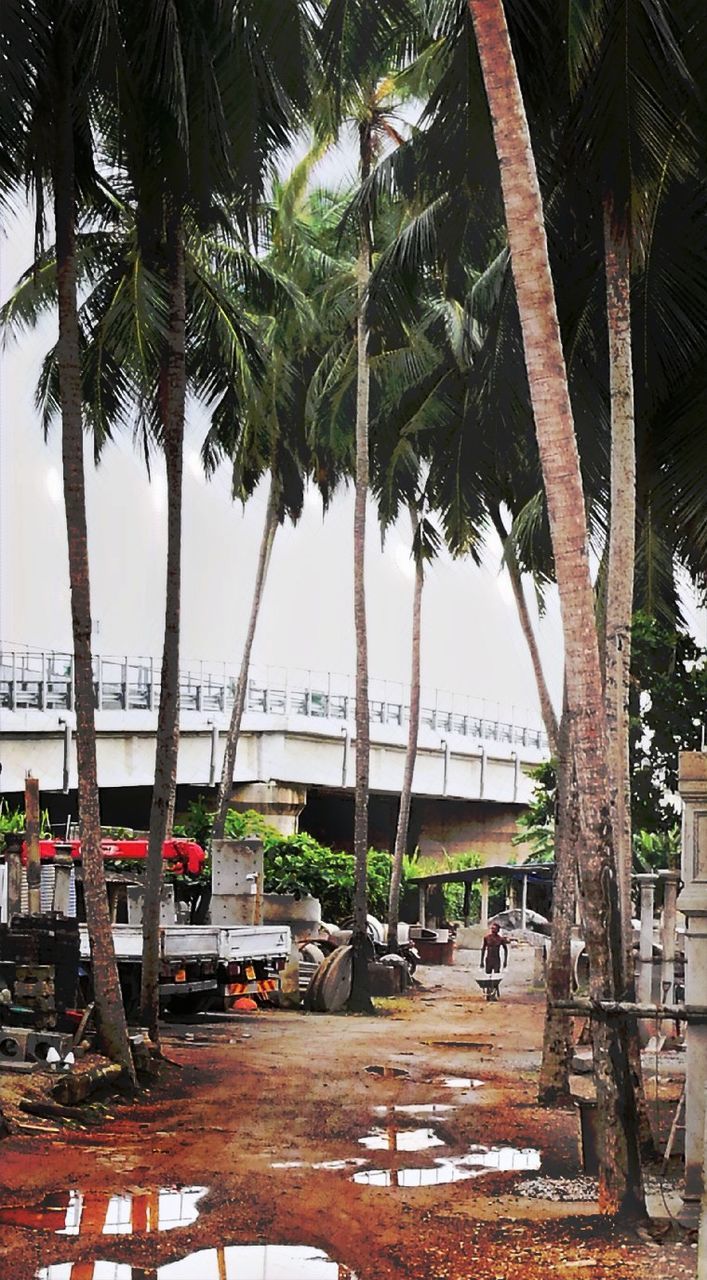 palm tree, tree, tree trunk, beach, transportation, day, built structure, growth, sea, outdoors, architecture, no people, water, sky
