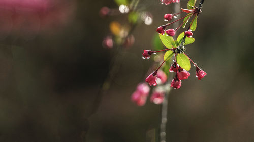 Close-up of pink flowering plant