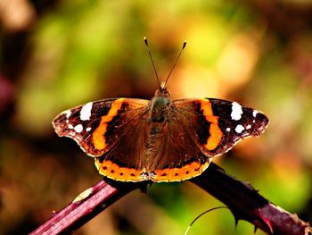 Close-up of butterfly on leaf